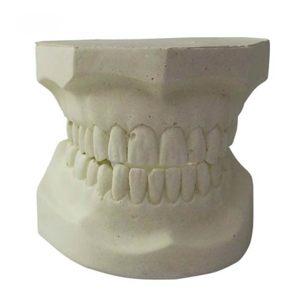 UM-S22 weißes Alundum-Zähne-Modell