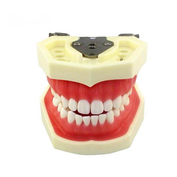 UM-A4 Standard zahnmodell (weiche Zahnfleisch 28 Zähne)