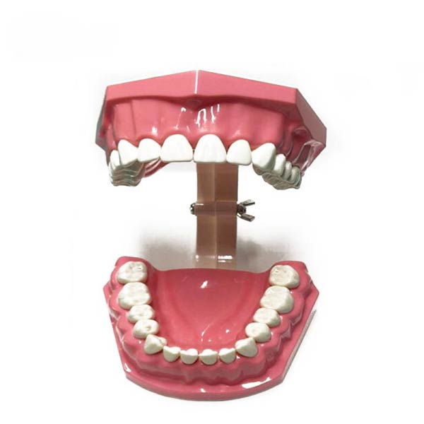 UM-A8-01 Erwachsenen Zahnbürsten Demonstration Modell (28pcs Zähne)