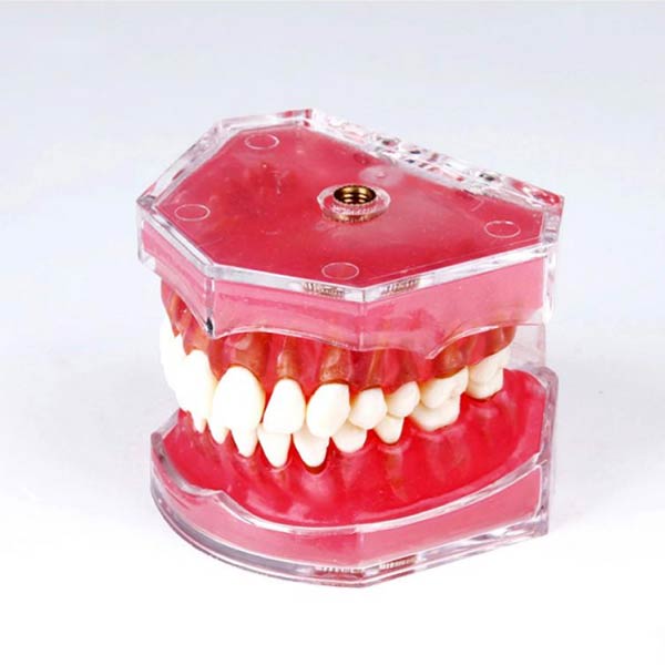 UM-7008 weiches Zahngummi mit abnehmbaren Zähnen