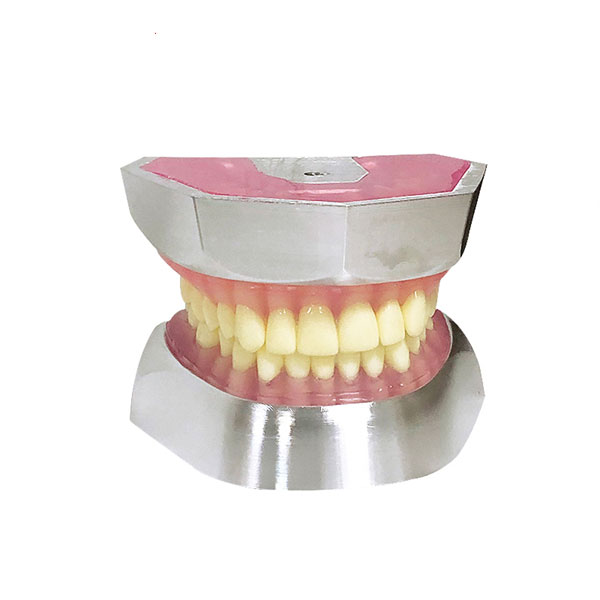 UM-L16 Harz Zahn Extraktion Modell (32pcs Zähne nur)