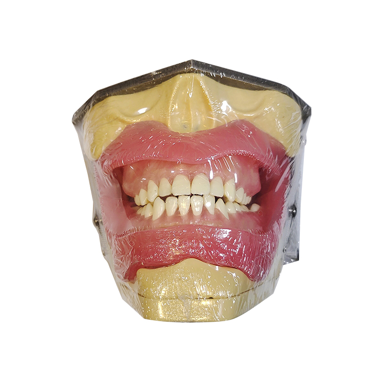 UM-L2 Modell für orale Anästhesie und Zahnextraktion