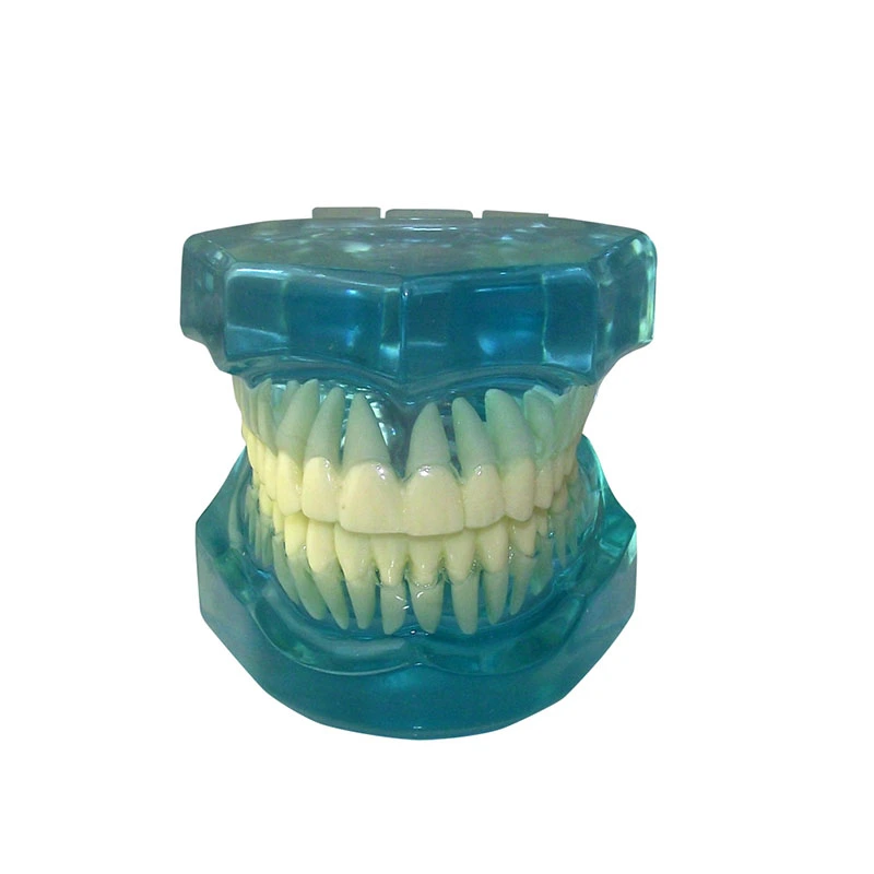 UM-7002 komplett transparentes Modell Standard erwachsene Zähne